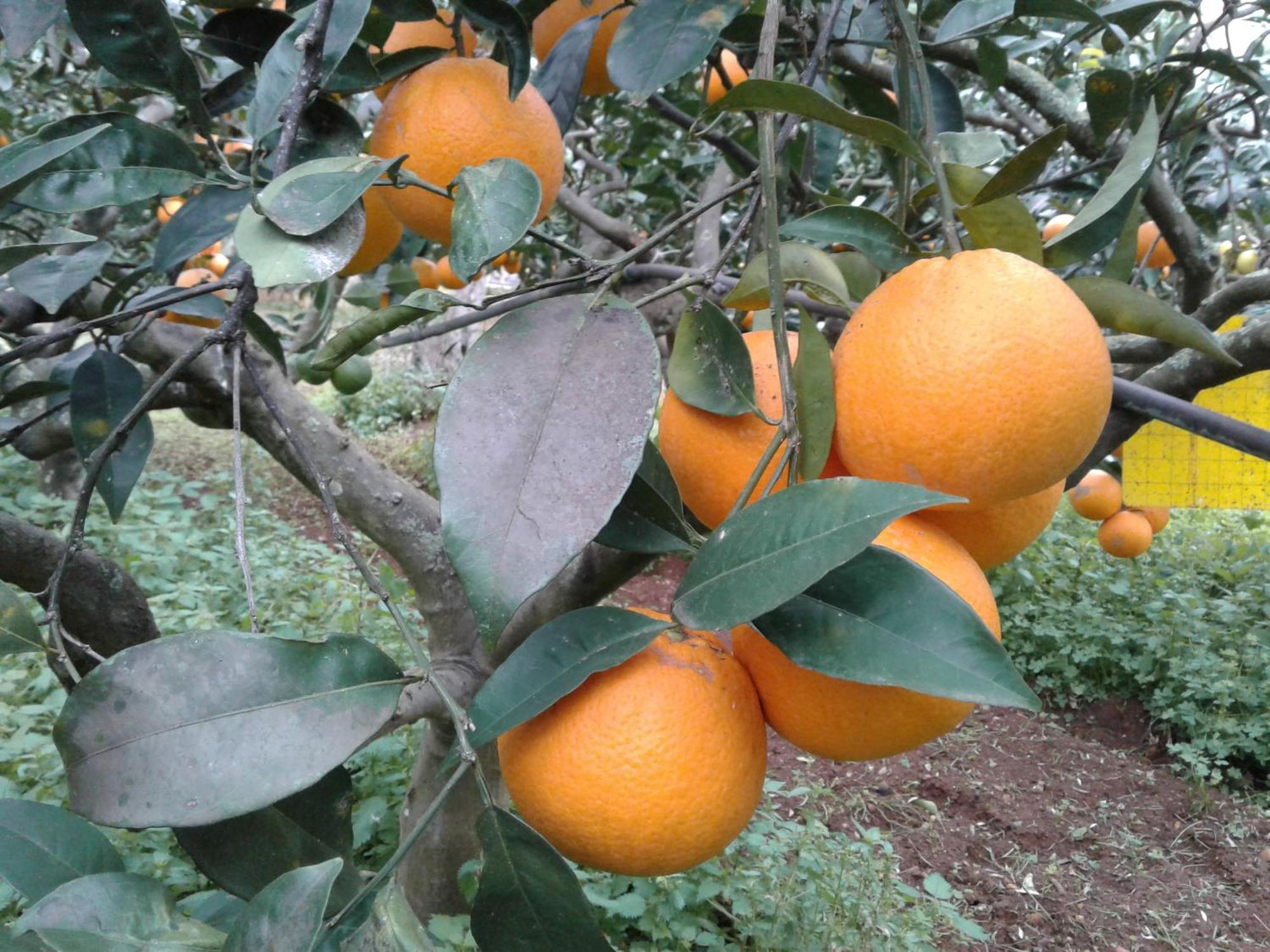 La Mimosa Case Vacanze Marsala Buitenkant foto
